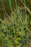 Fringed willowherb